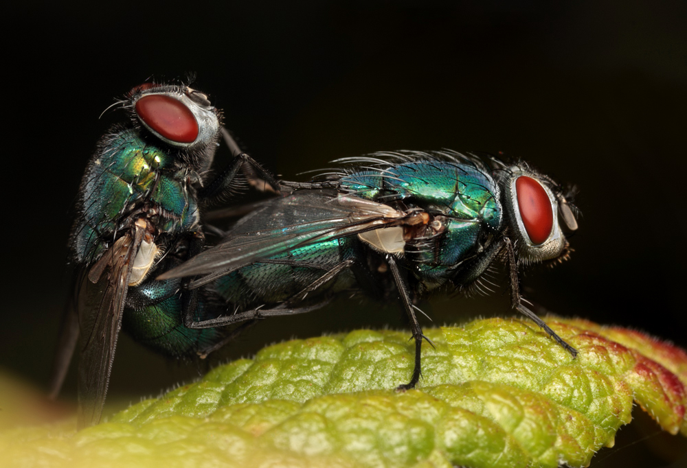 Mating Greenbottles